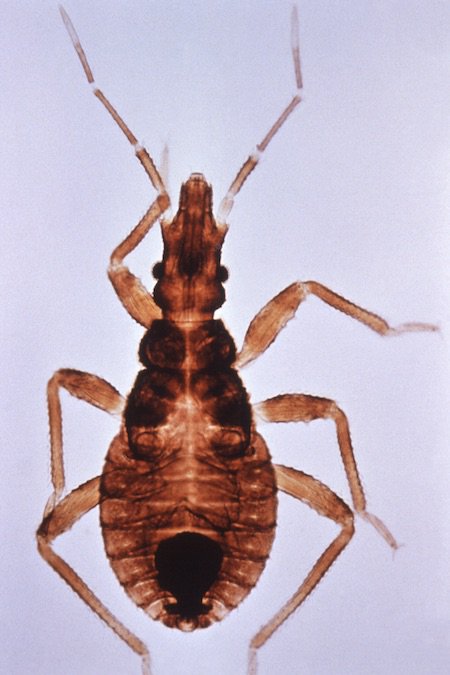 Kissing Bug from CDC.jpg