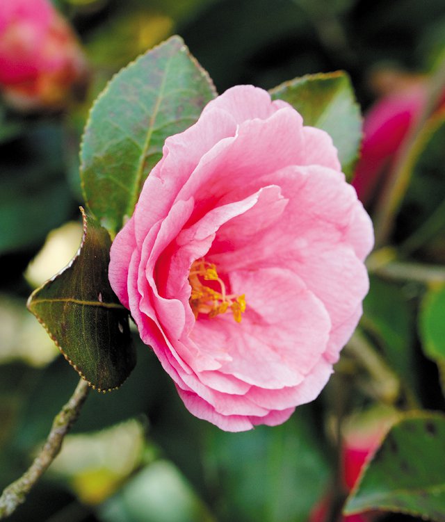 Gardening_Camellia-japonica---3---Photo-Credit-Don-Williamson_hp0316.jpg