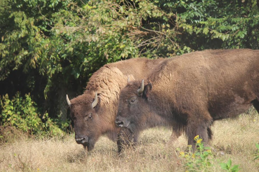 bison1-maymont.jpg