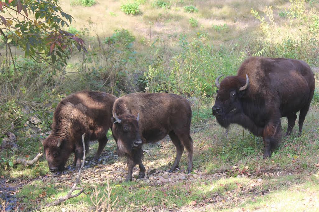 Where the Bison Roam - richmondmagazine.com