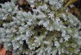 department_garden_Juniperus-squamata-‘Blue-Star’-Photo-Credit-Grace-Elton_hp1116.jpg