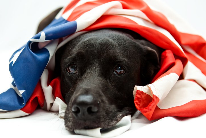 flag-dog_ThinkstockPhotos-104111633.jpg