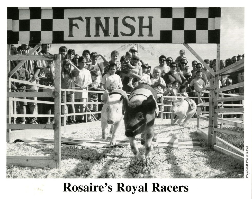 Racing Pigs 1980's.jpg