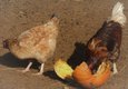 pumpkin-recycling-chickens.jpg