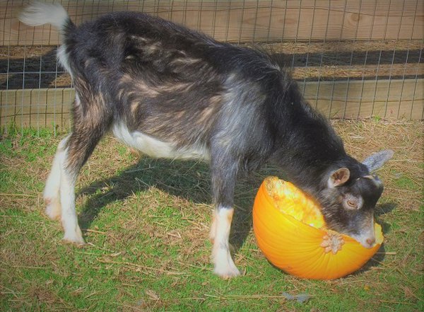pumpkin-recycling-goat2.jpg