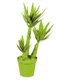 departments_thegooods_Under-250---Gift-Guide---Yucca-Plant_hp1117.jpg