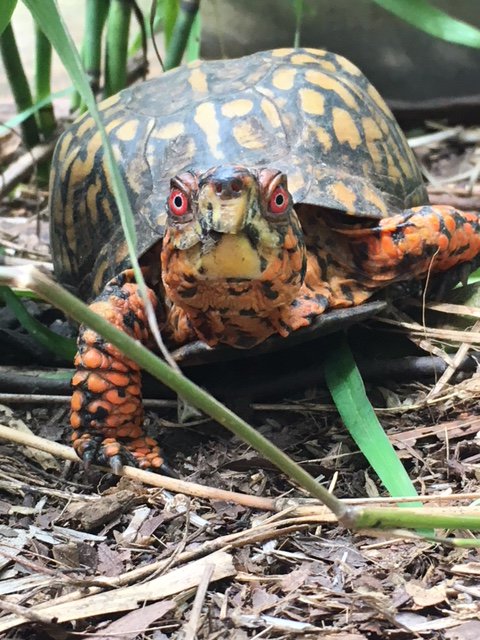 Box turtle hit by land developers brush hog, damaged shell : r/WildlifeRehab