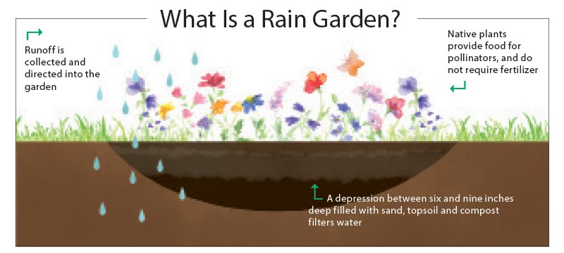 rain-garden.jpg