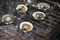 feature_scallops_cold-smoked_IMG_4051_EILEEN_MELLON_rp0818.jpg