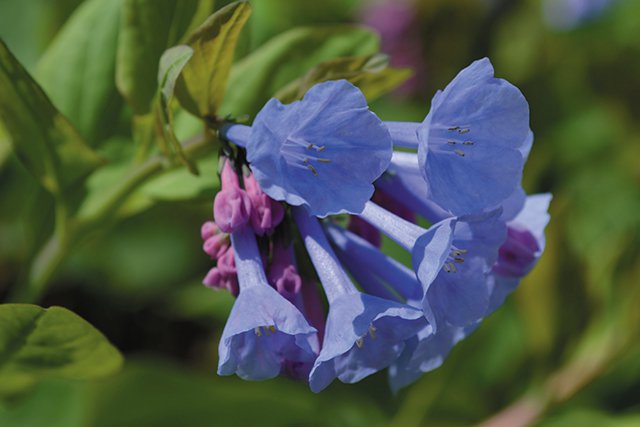 departments_garden_virginia-bluebells-blooming_hp0918.jpg