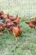 Dine_GreenAcres_ShireFolkFarm_Chickens_SARAH_DER_dp1018.jpg