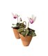 department_goods_Paper-Rose-Co.-Amy-Paper-Cyclamen-in-Pot,-40-ea_COURTESY_hp0320.jpg