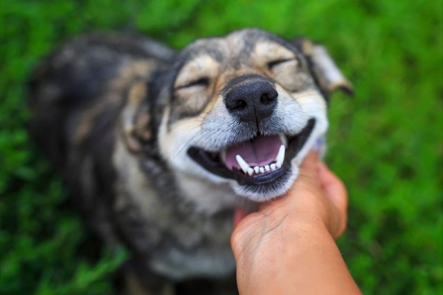 smiling-dog_getty.jpg