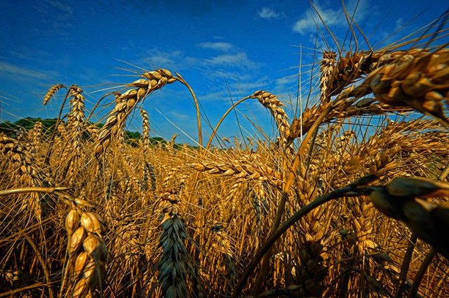 YearinReview_Wheat_JAYPAUL_rp1220.jpg