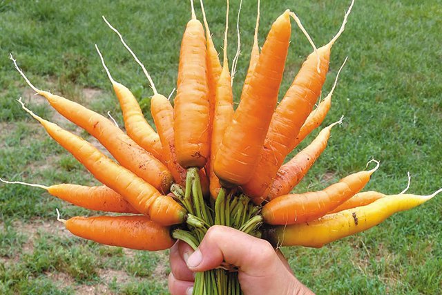 Carrot Farm