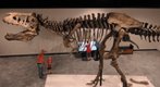 A&E_Tyrannosaurs_Credit_Durham_Museum-4_CourtesyScienceMuseum_rp0821.jpg