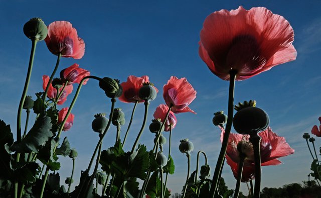 Backpage_PartingShot_Poppies-May21_JAYPAUL_rp1221.jpg