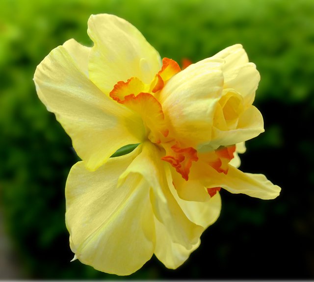Daffodil_Narcissus_Tahiti_wikimedia-commons.jpg