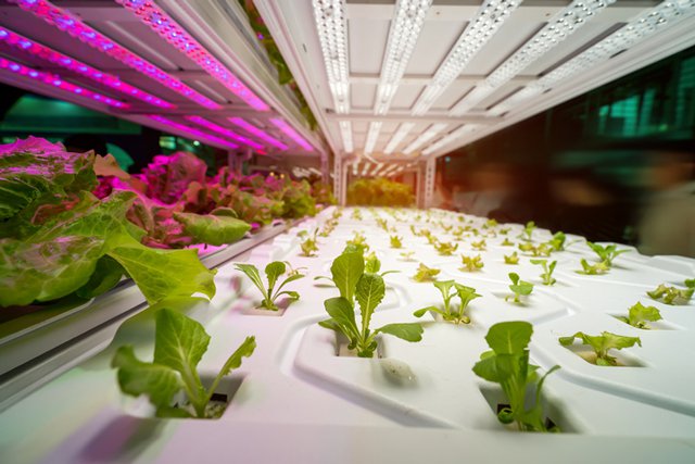indoor-agriculture_GettyImages-896569940.jpg