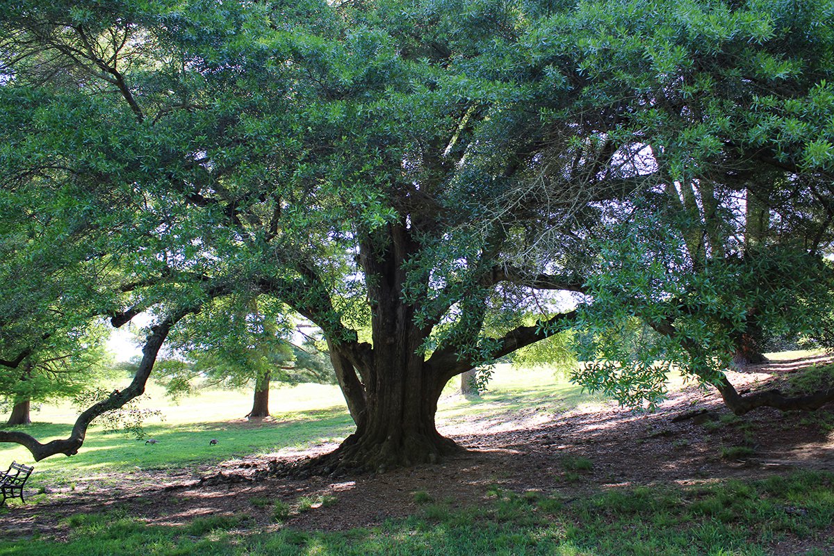 big tree nursery richmond