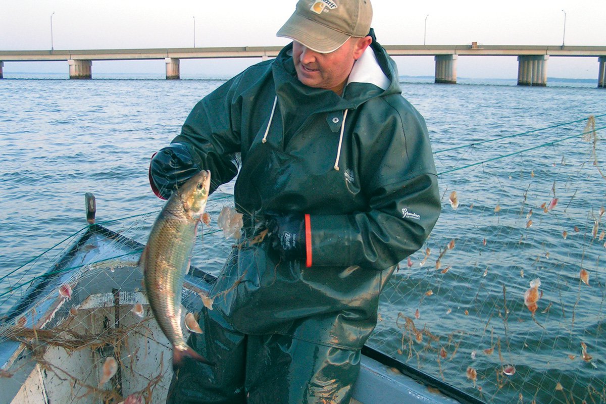 Recovering the American Shad 