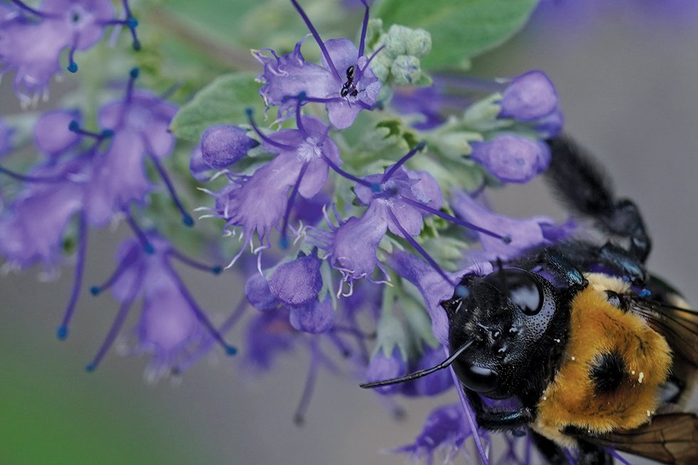 Bee blue beard_DSC02466 copy 2.jpg