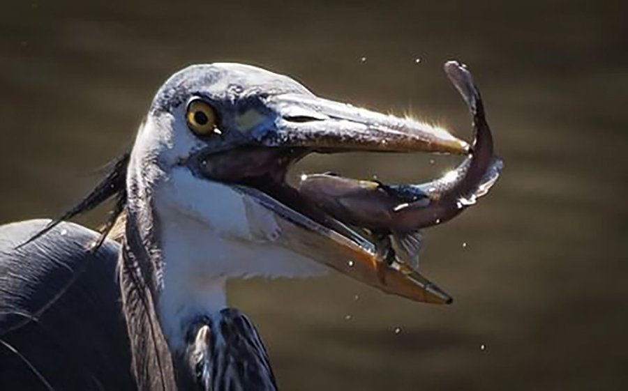 heron_jay-paul.jpg