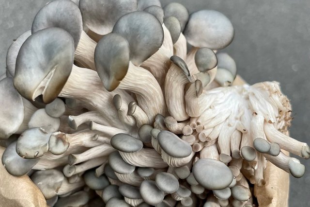 mushrooms_eileen-mellon_teaser.jpg