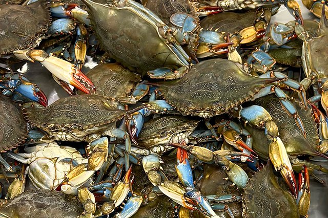 blue-crabs_eileen-mellon_teaser_.jpg