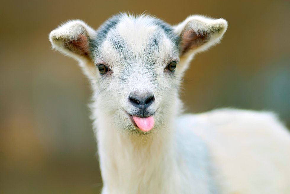 baby-goat.jpg