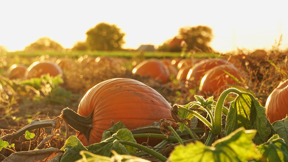 pumpkin-patch_GettyImages-1634314529.jpg