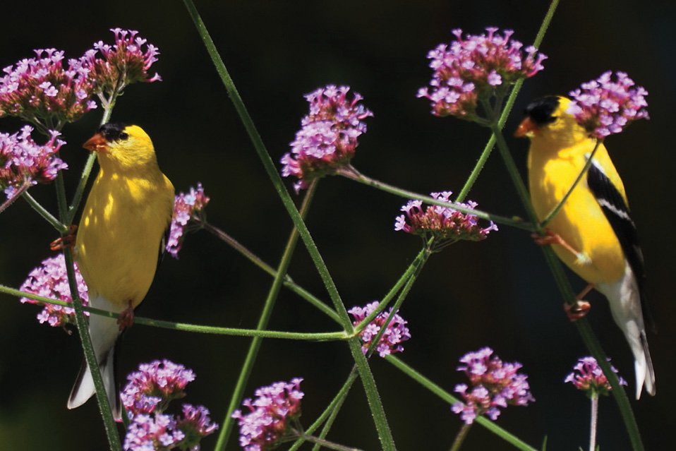 Goldfinch_P5300737 copy 2-Recovered_web editig only.jpg